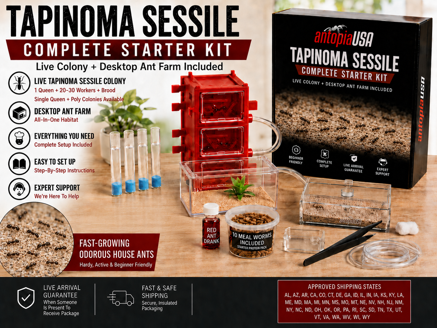 Tapinoma sessile Complete Starter Kit odorous house ant