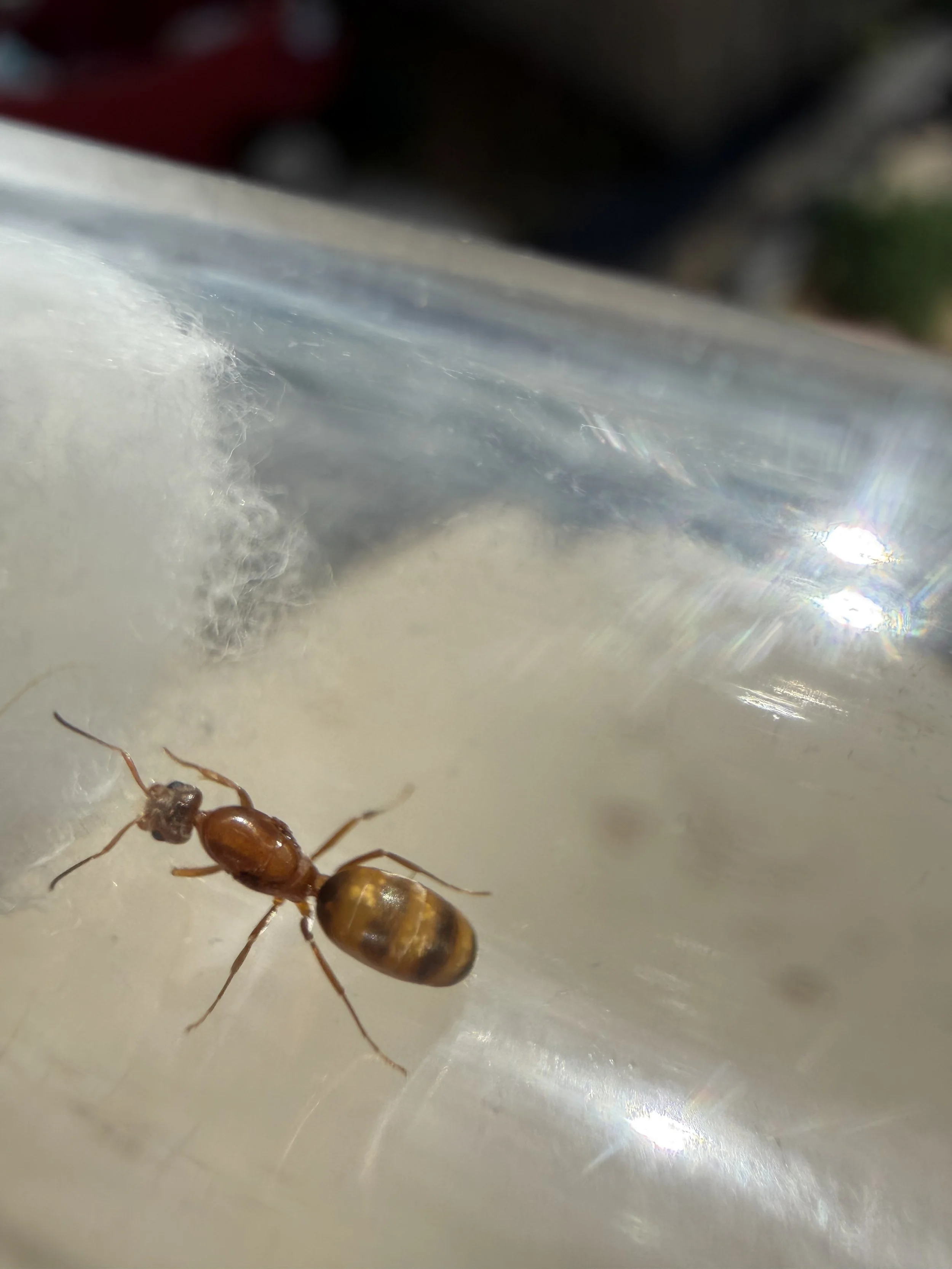 Pyramid Ant Queen for Sale — Dorymyrmex bureni