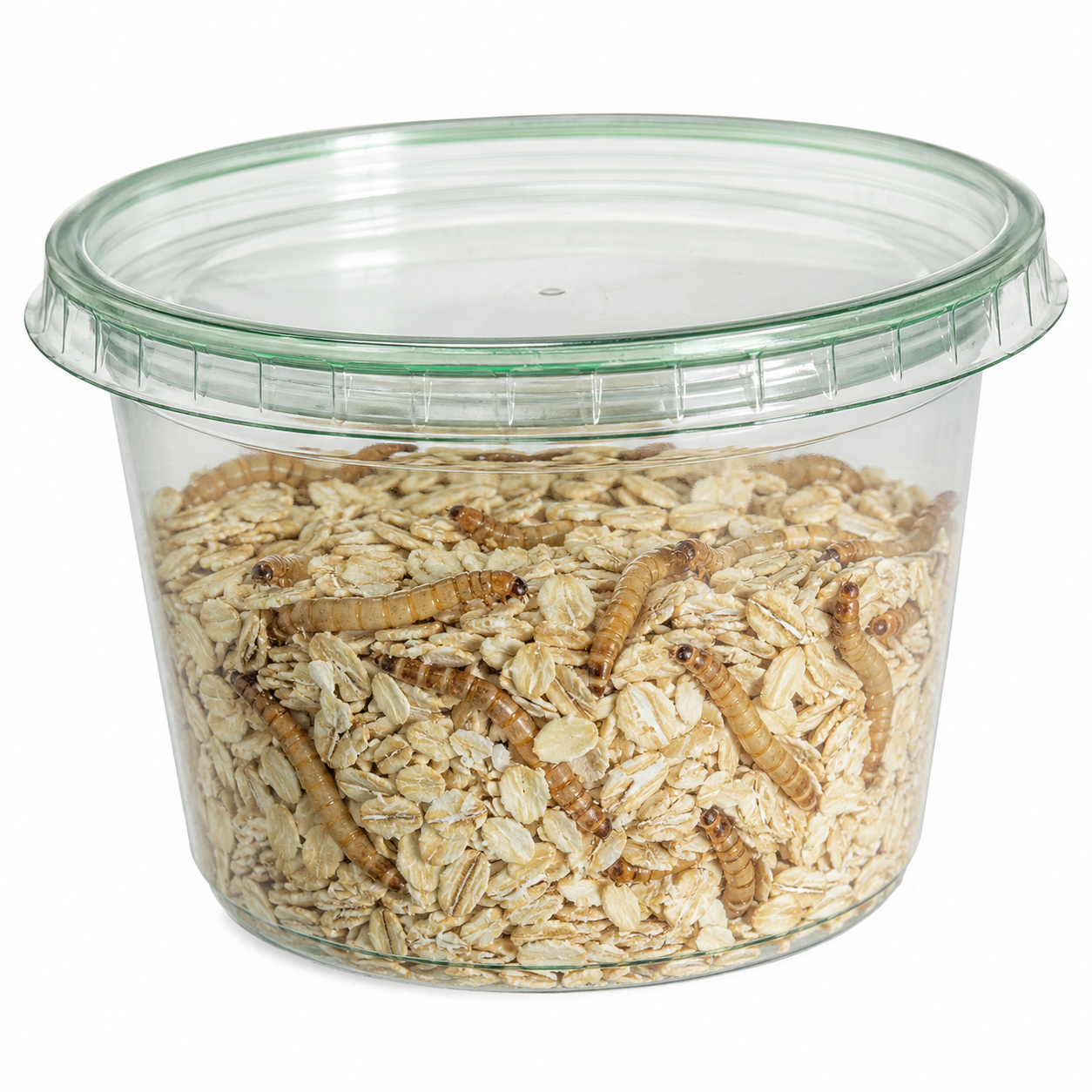 10-15 Count Live Mealworms, 20-30 count