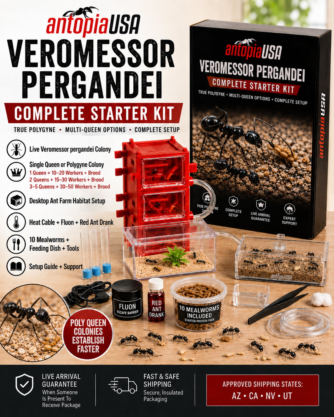 Veromessor pergandei Complete Starter Kit — Live Colony + Desktop Ant Farm Included(SINGLE NEST + OUTWORLD