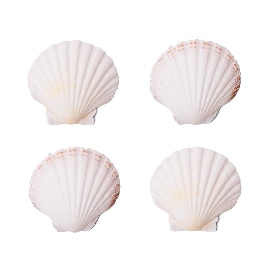 Large Scallop Shells ($14.99 at Amazon)