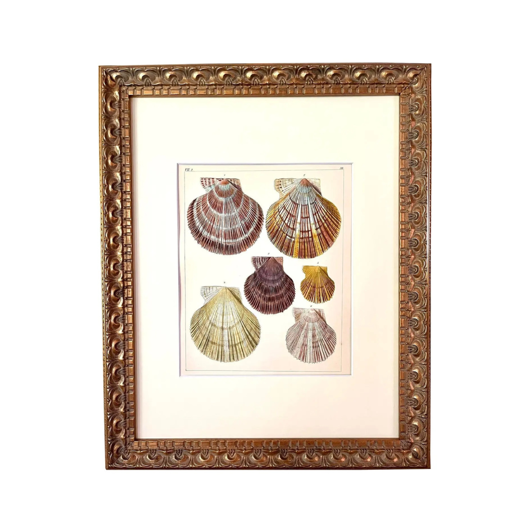 Antique Lithograph of Scallops Sea Shells ($225 at Chairish)