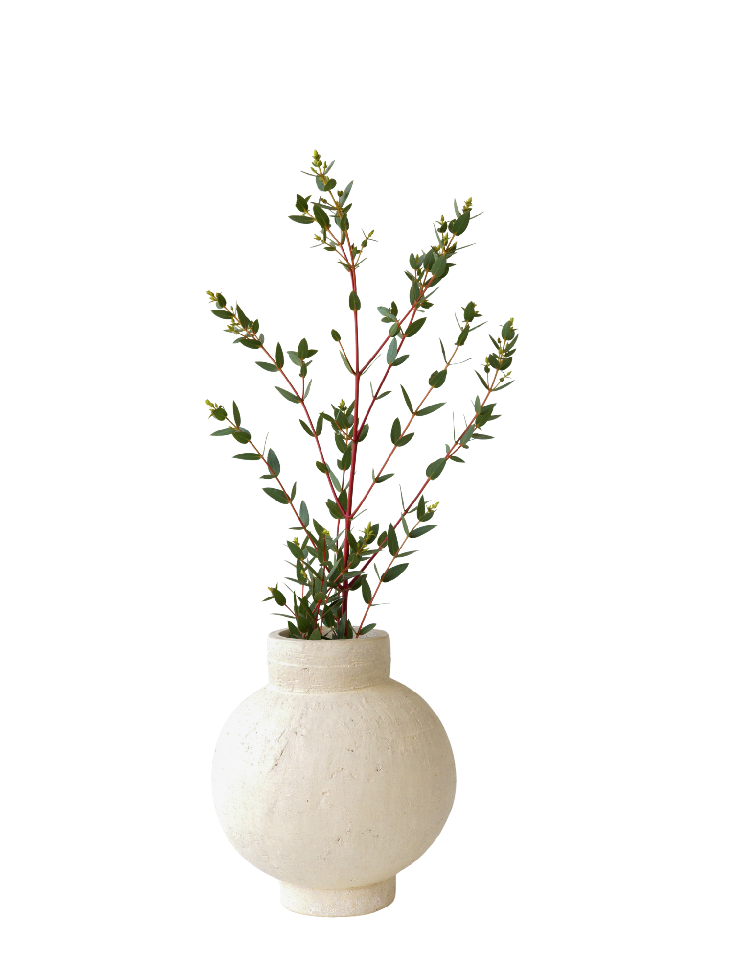 A potted plant with green leaves and small leaf buds, arranged in a tall, thin structure, in a round white ceramic pot.
