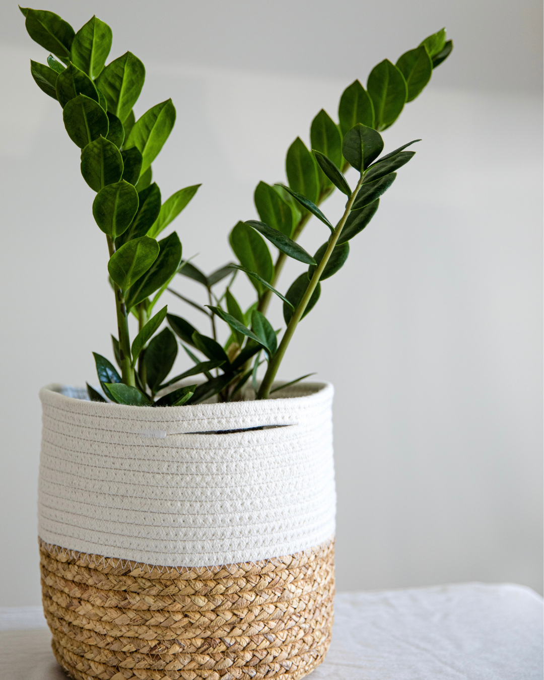 Green leafy plant in a woven and fabric-covered pot on a light-colored surface