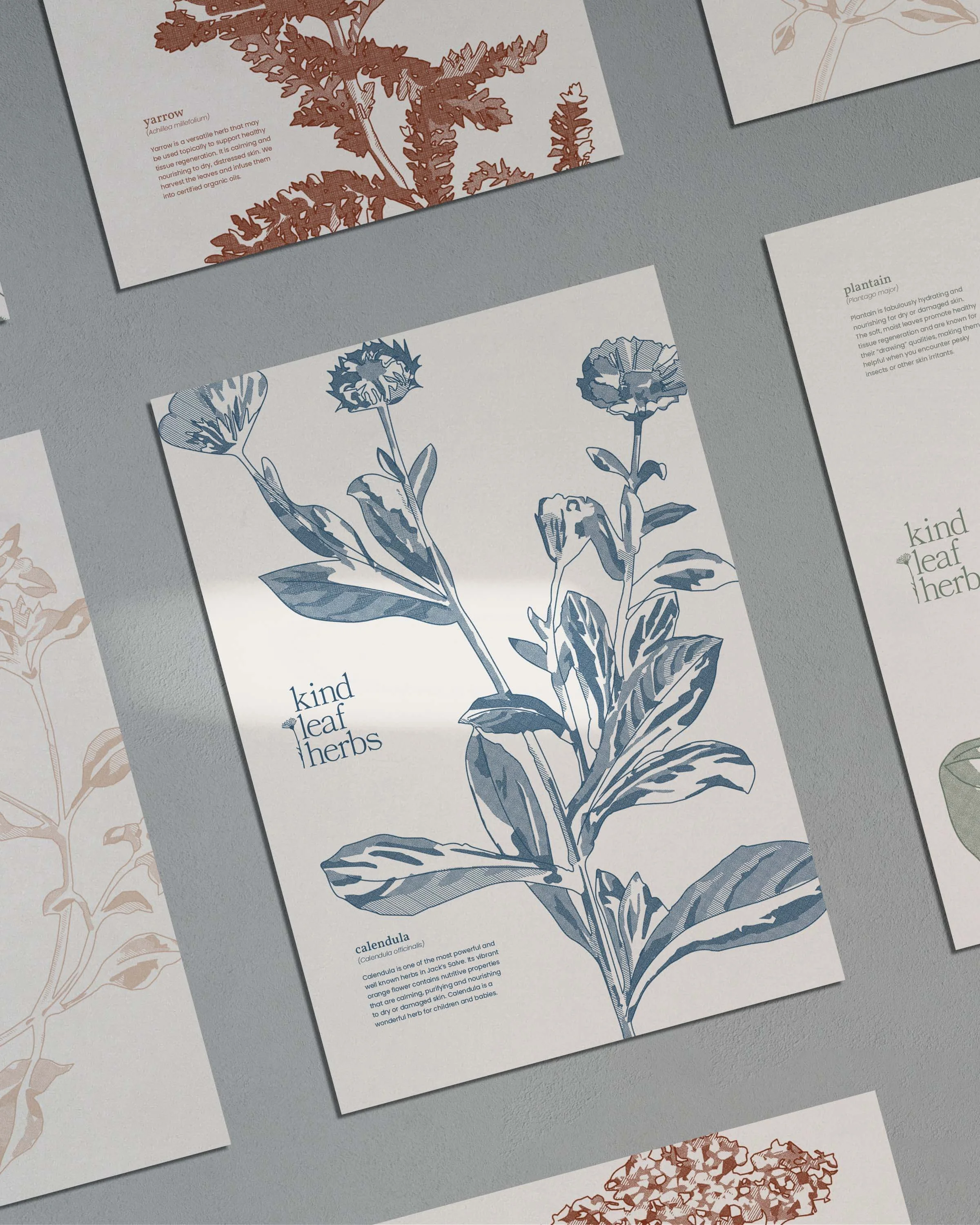 Kind Leaf Herbs flower illustrations on mailer cards