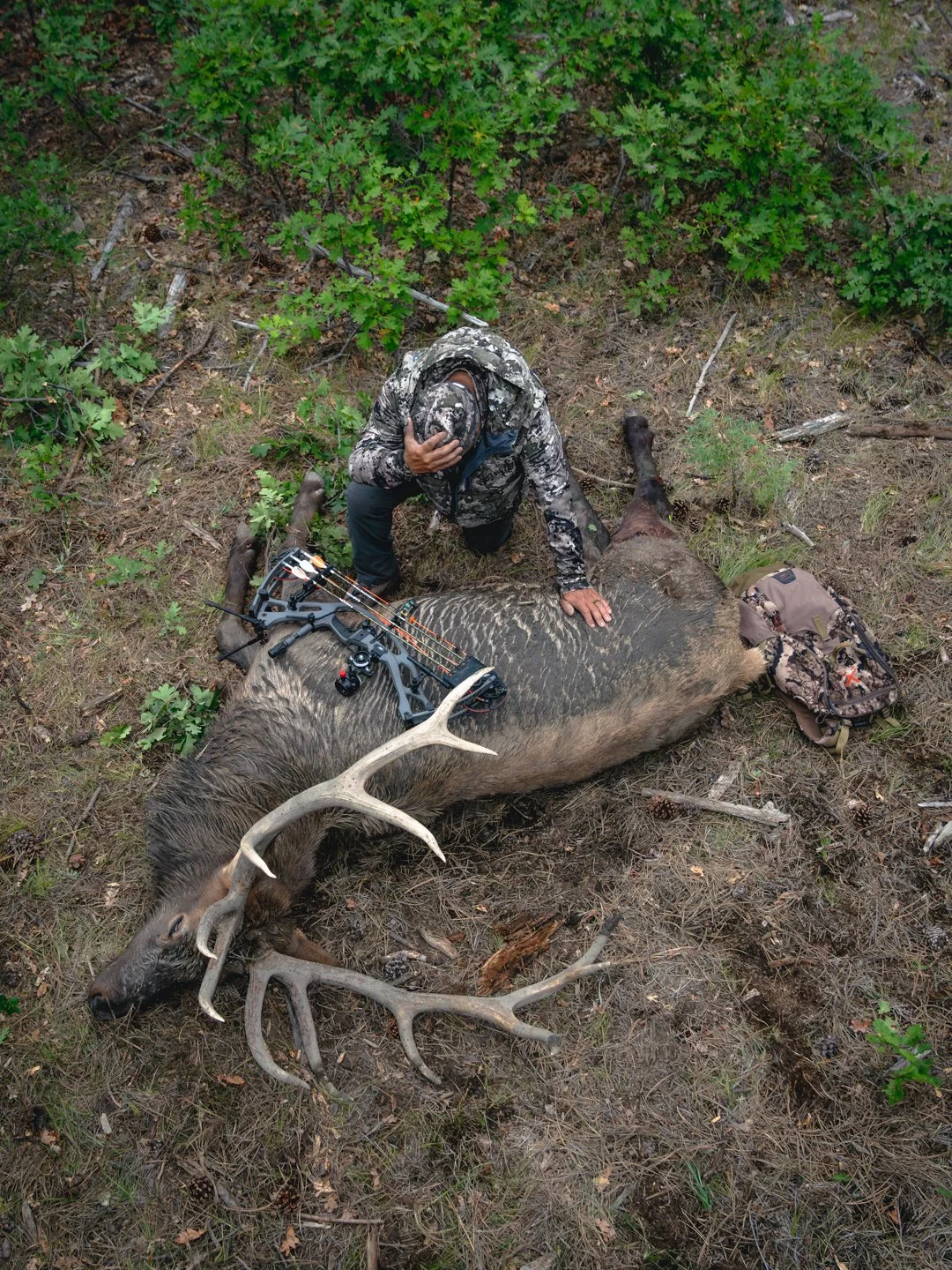 Home Range Bull Elk ‘26