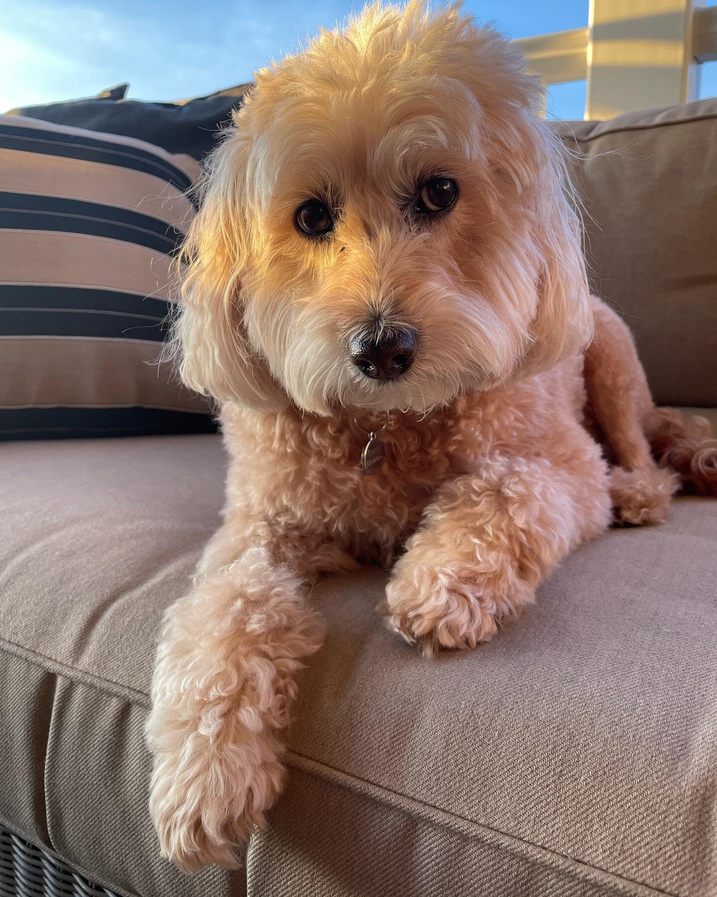 HBD Gracie!  12 needs no filter! 💖🐶🥳 #luckypup #bff #minigoldendoodle #dogmom