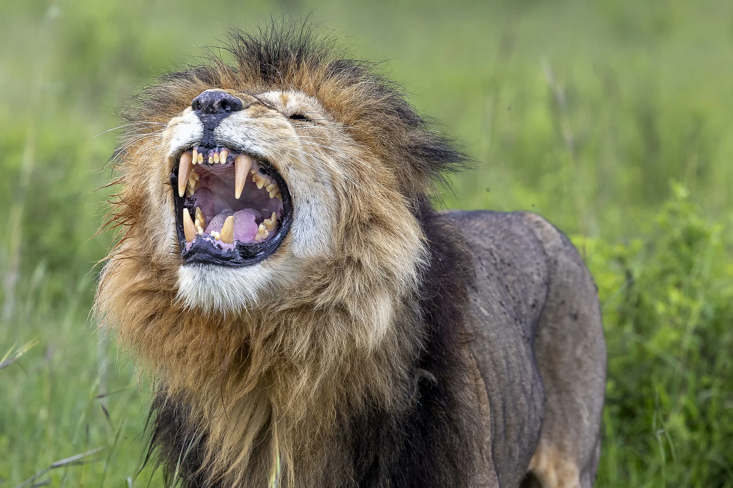 TAASA LODGE | Tanzania