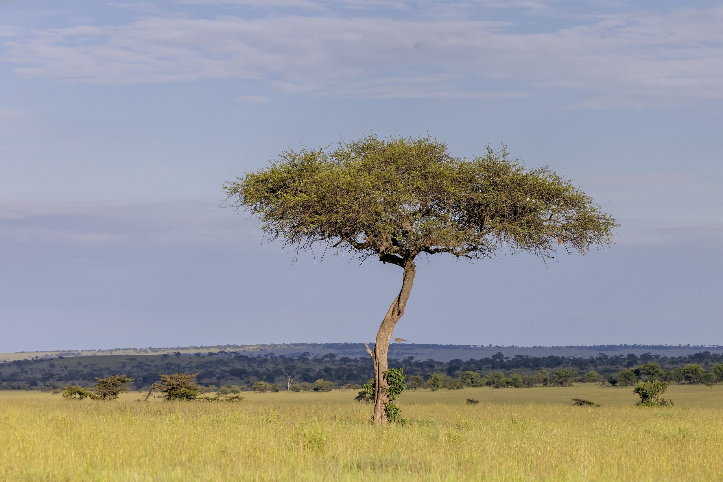 TAASA LODGE | Tanzania