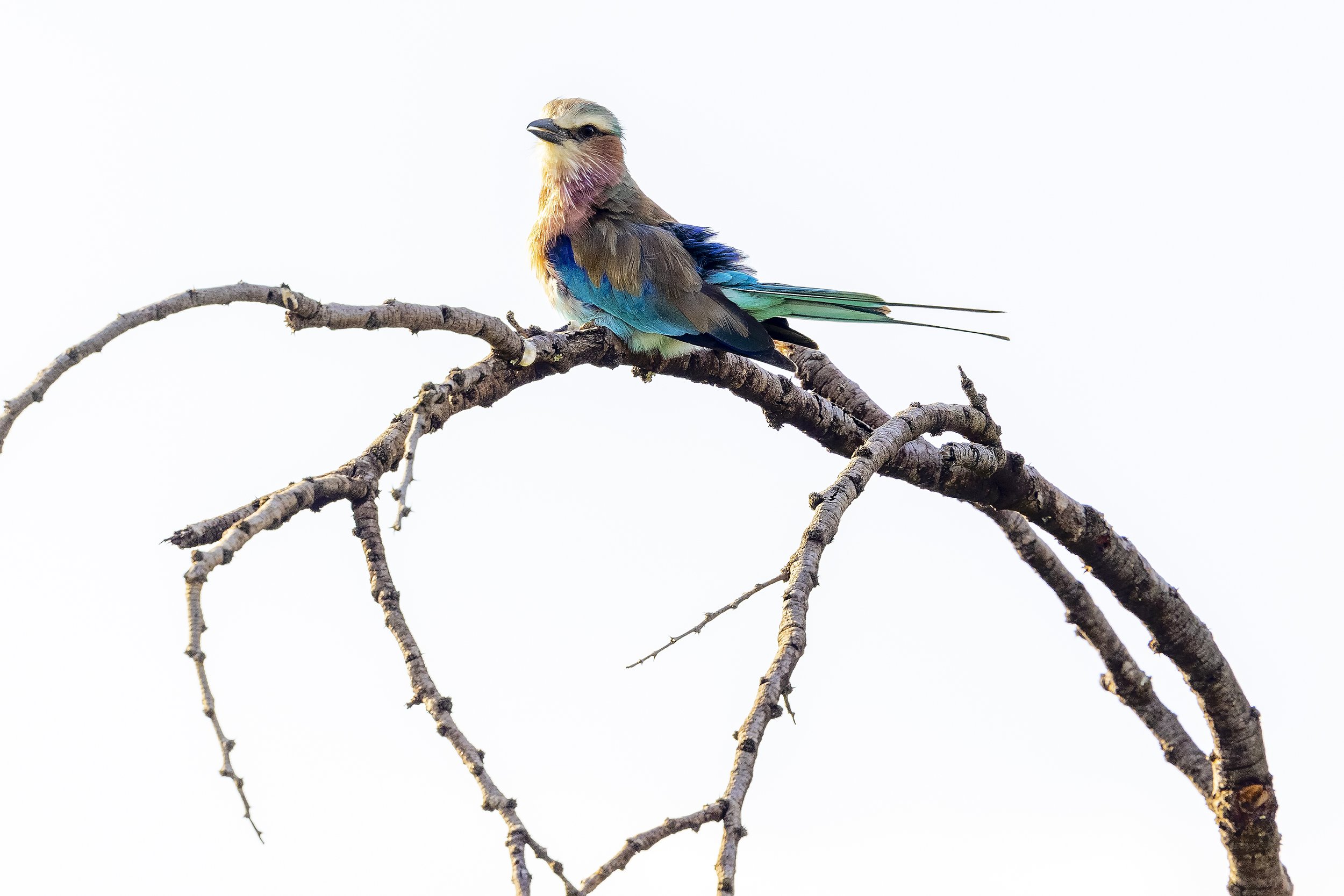 TAASA LODGE | Tanzania