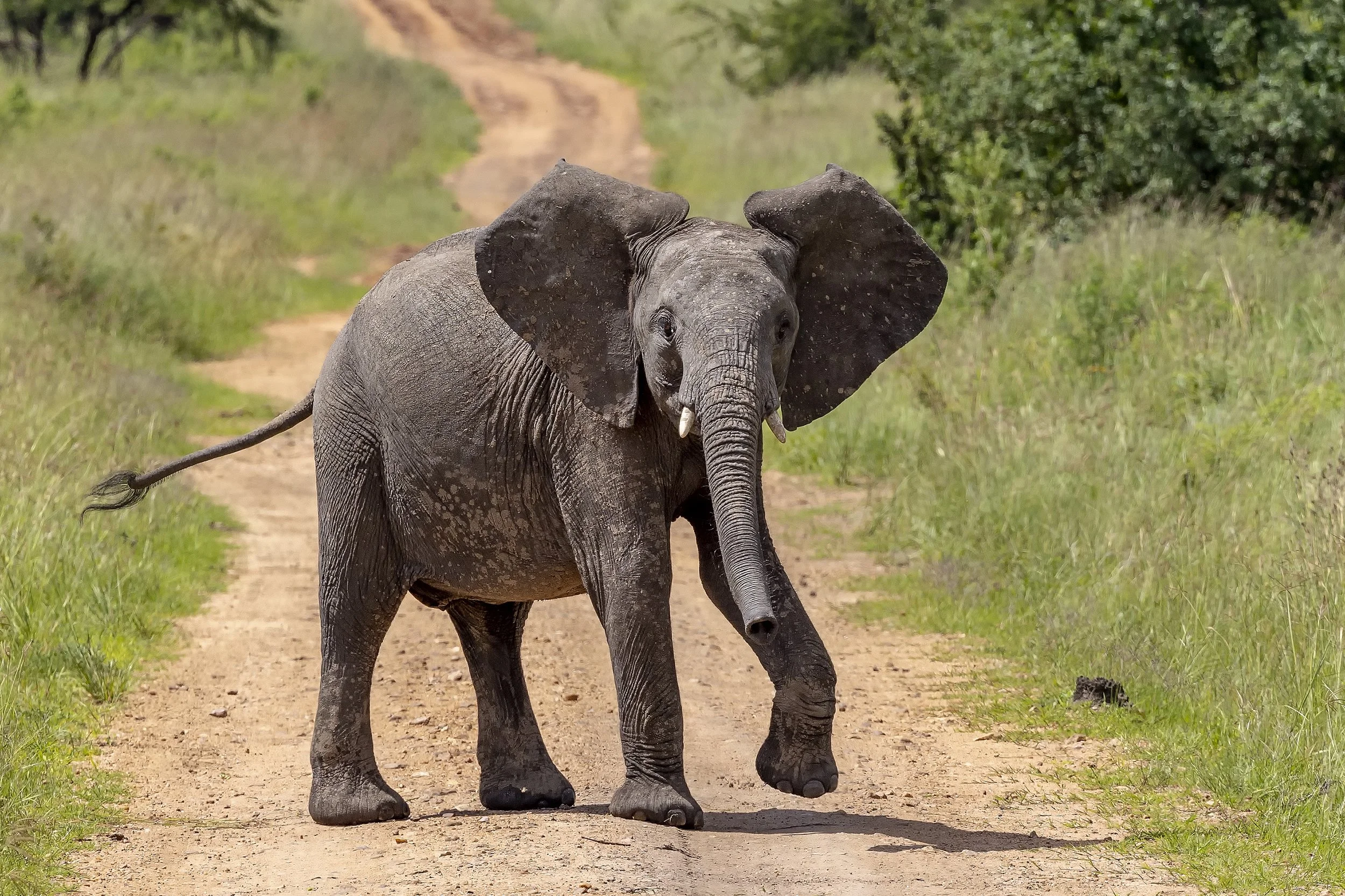 TAASA LODGE | Tanzania