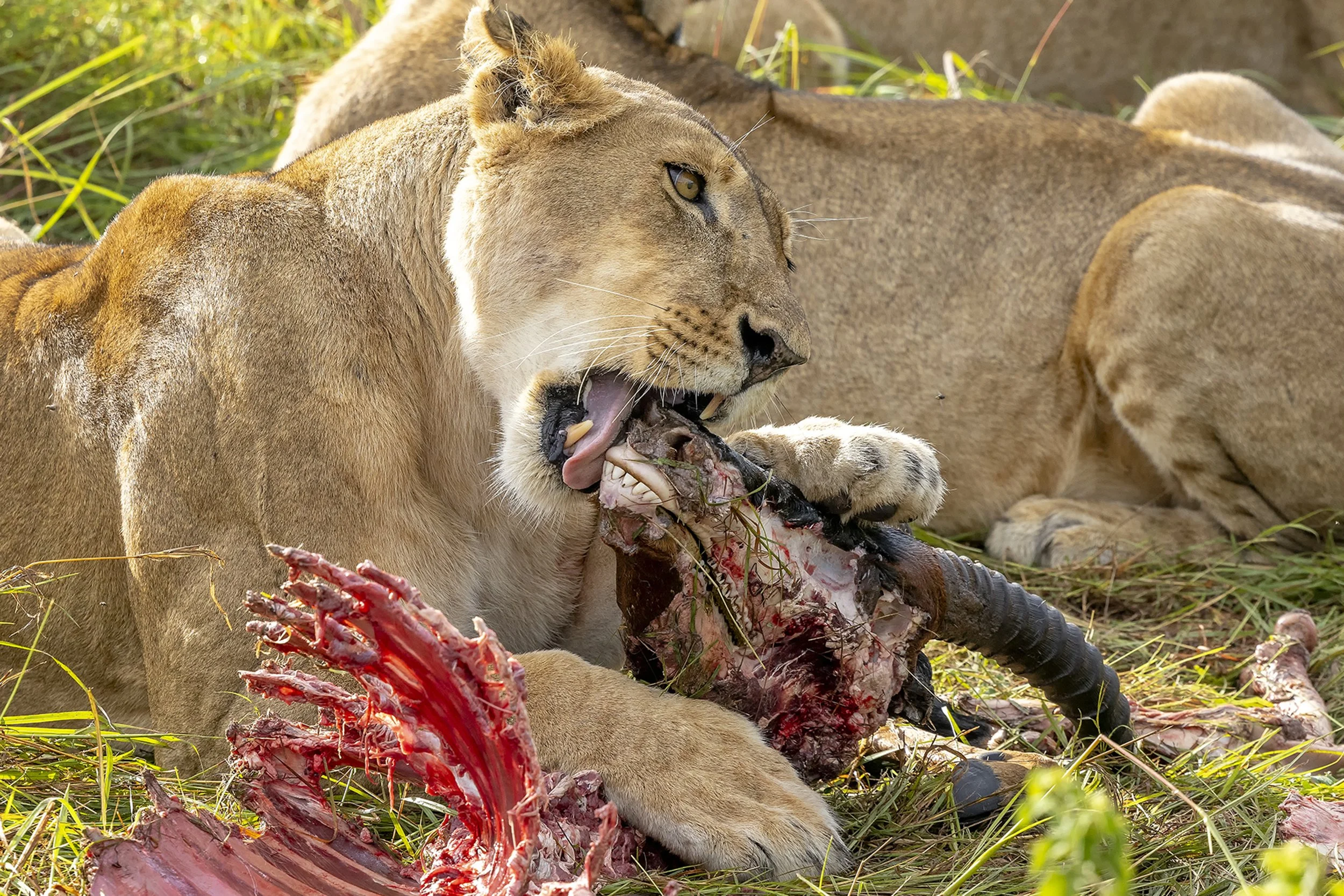 TAASA LODGE | Tanzania