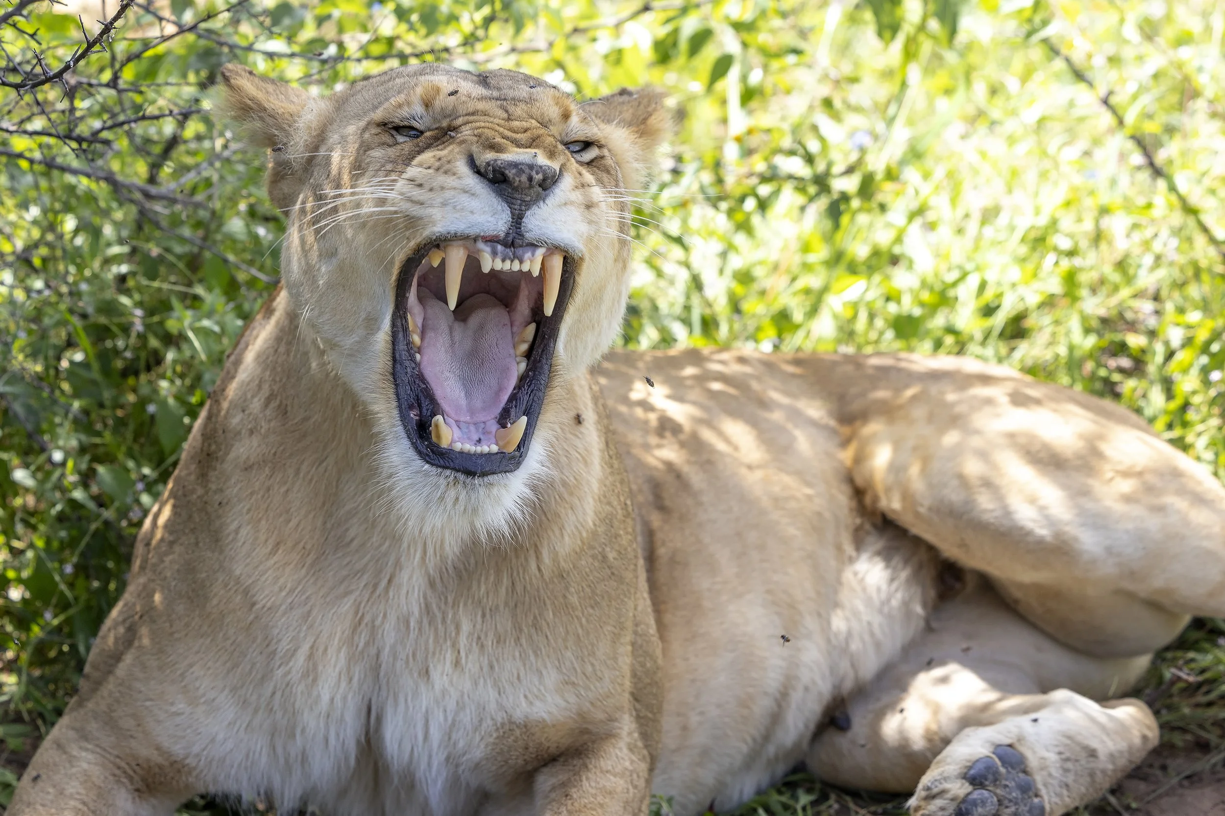 TAASA LODGE | Tanzania
