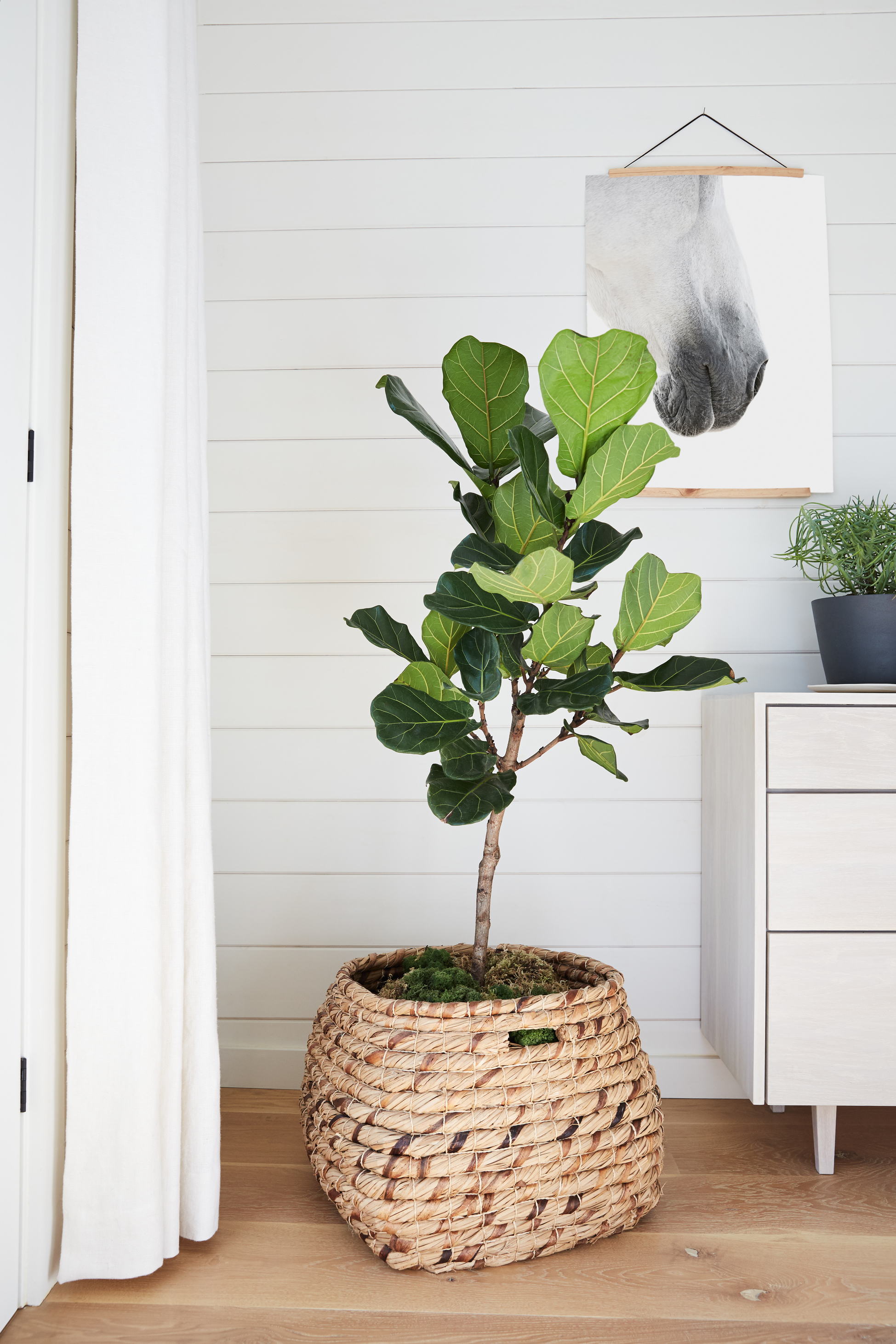 Fiddle leaf fig plant in woven basket on wood floor near light-colored dresser and white curtain, with horse artwork on wall. Hermosa Beach, Venice, Mar Vista, Los Angeles, Manhattan Beach, Redondo Beach, South Bay Real Estate. Beach life. Pier.