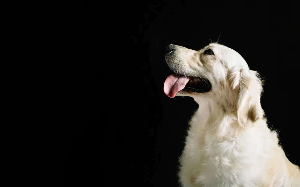 Stubby's Dog Wash & Grooming Salon