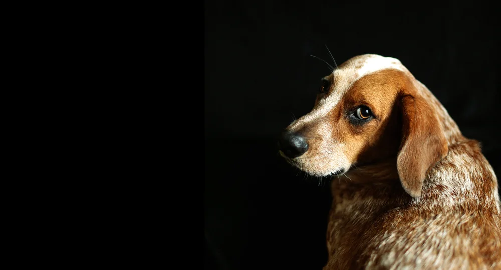 Services — Stubby's Dog Wash and Grooming Salon