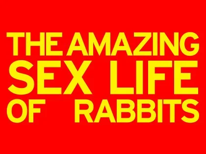 amazing_rabbits-420x315 Ovation Image.jpg