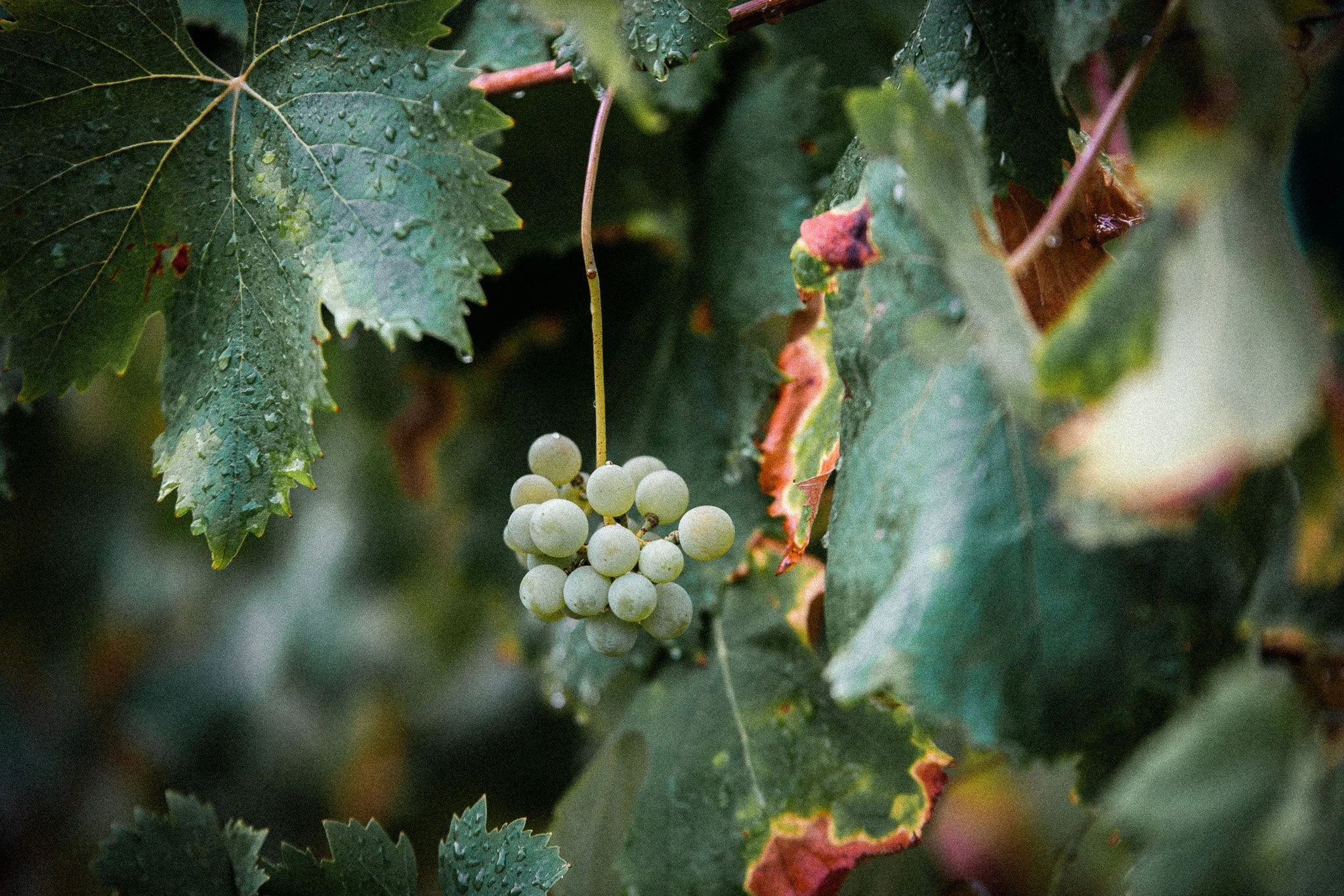 DSC_0578.jpg