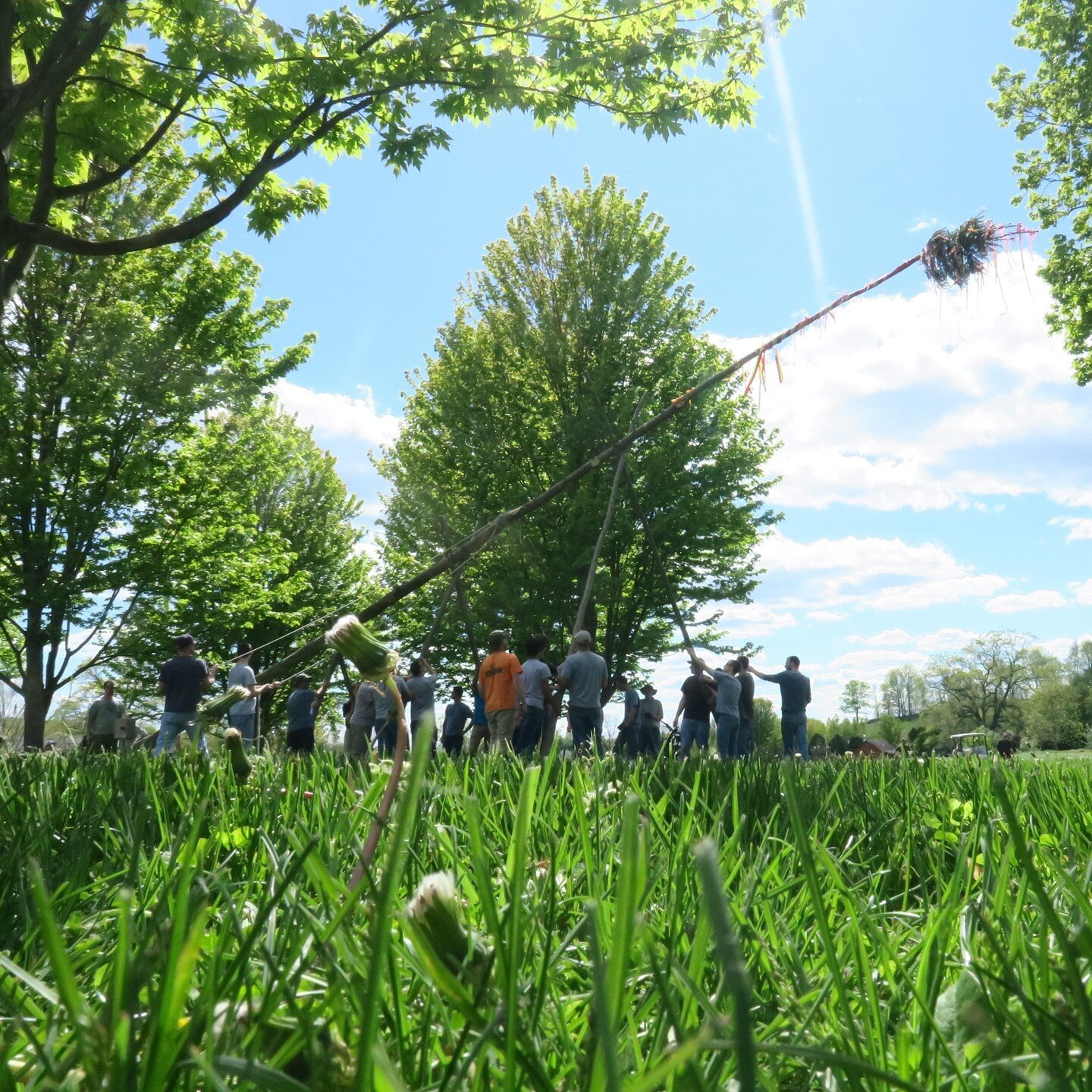 80 foot Maypole going up in Fox Hill!