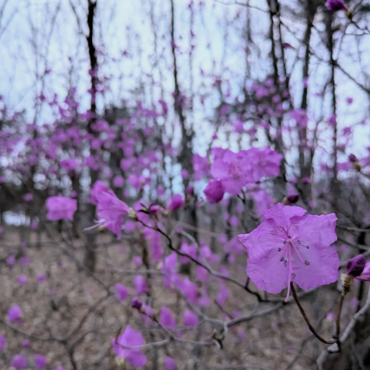 손끝에서 피어나는 봄
...spring blooming at our fingertips....
