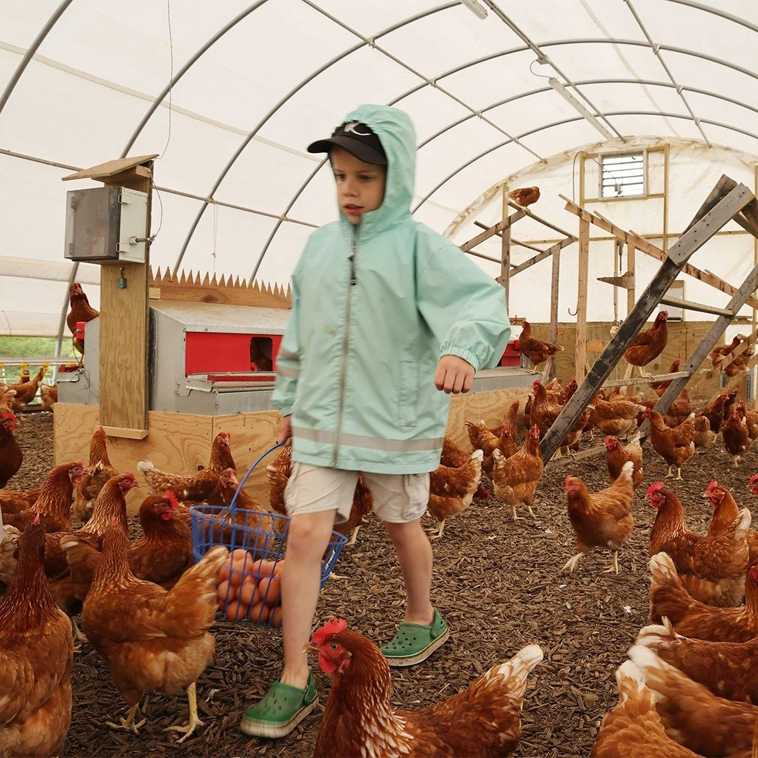 Our beautiful flock of chickens have access to a hilltop field. They produce nutritious eggs for our community. Families take turns collecting, washing, and bringing the eggs to the communal kitchen.
