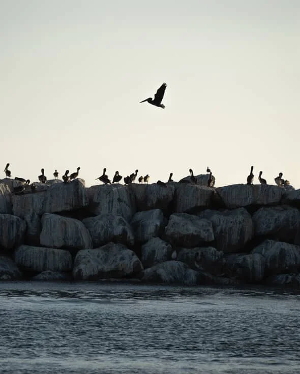 Breakwall Birds by @obecuatro
