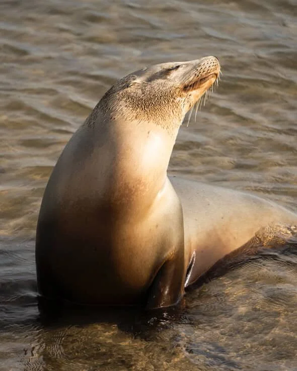 Sea Lion by @obecuatro