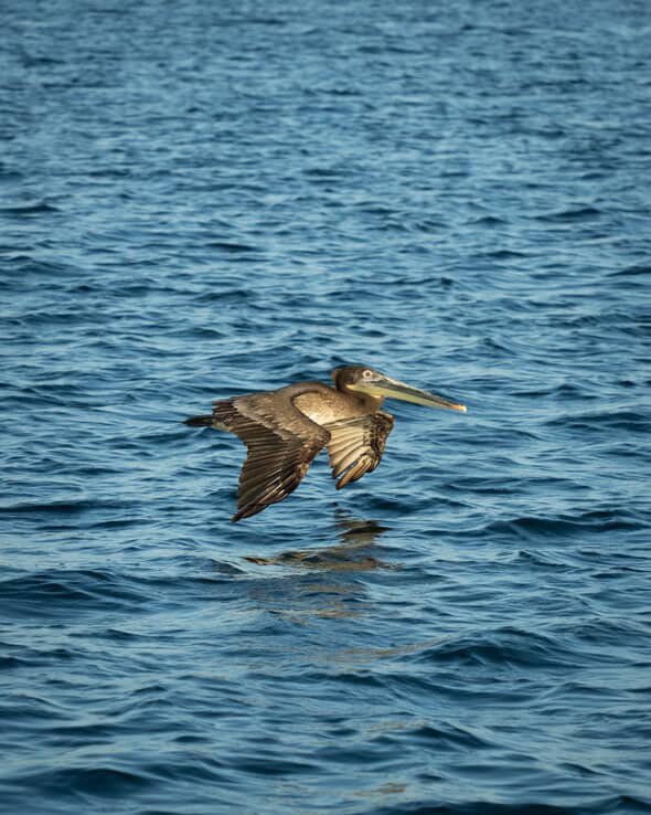 Pelican by @obecuatro