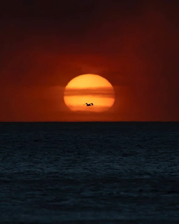 Sunset with bird by @obecuatro
