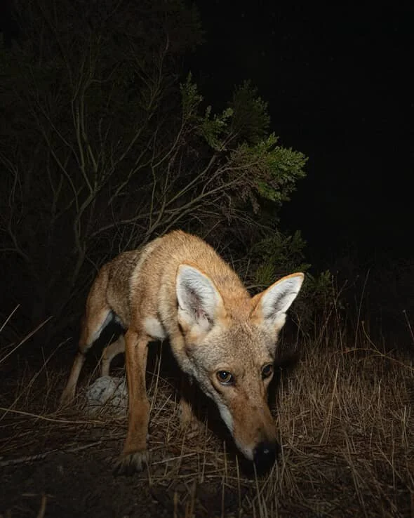 Coyote by @obecuatro