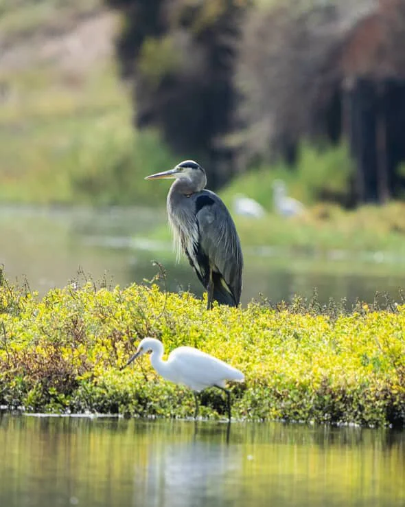 Great Blue Heron &amp; Snowy Egret by @obecuatro