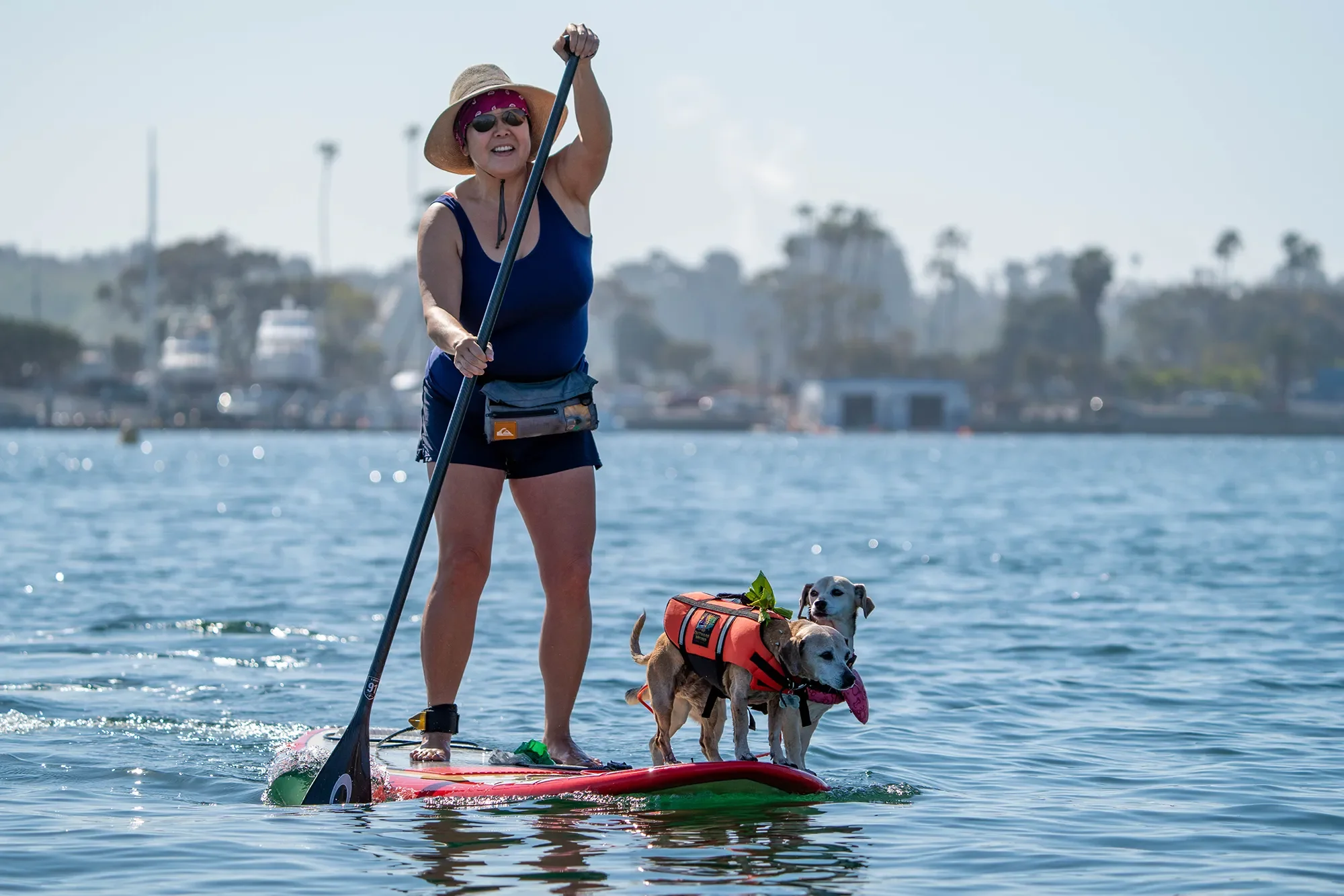 Photo of ktownsupdogs Ginger and Shadow