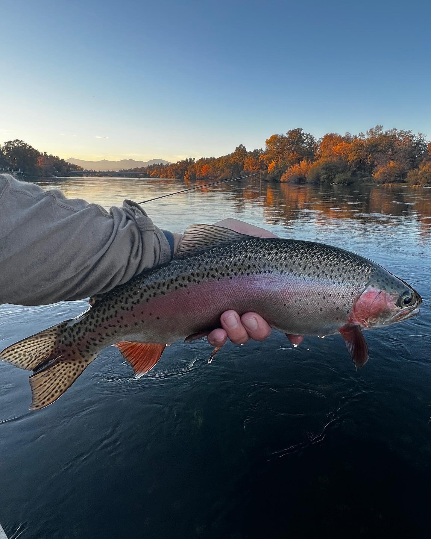 Late November and December on the Lower Sac are very underrated months. We are having some stellar days on the water right now. 

Had a great time with Mike and his wife, Marcy. They jumped on a last minute cancelation. Carpe Diem! 

Don&rsquo;t like