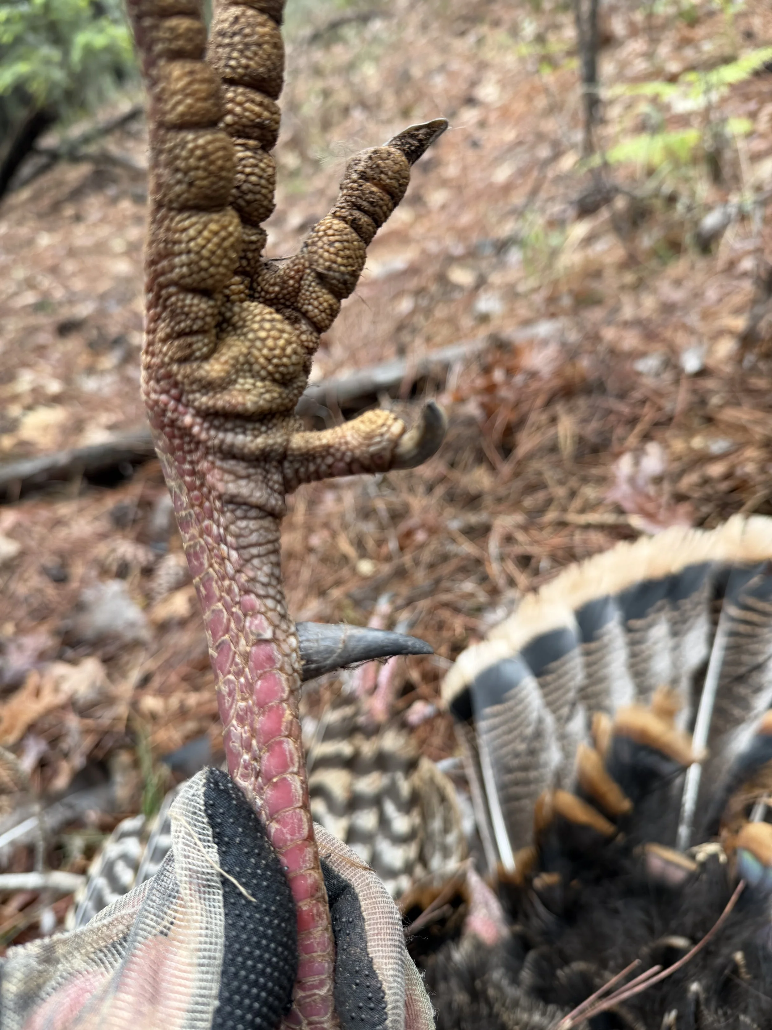 Into the Wild Turkey Woods…