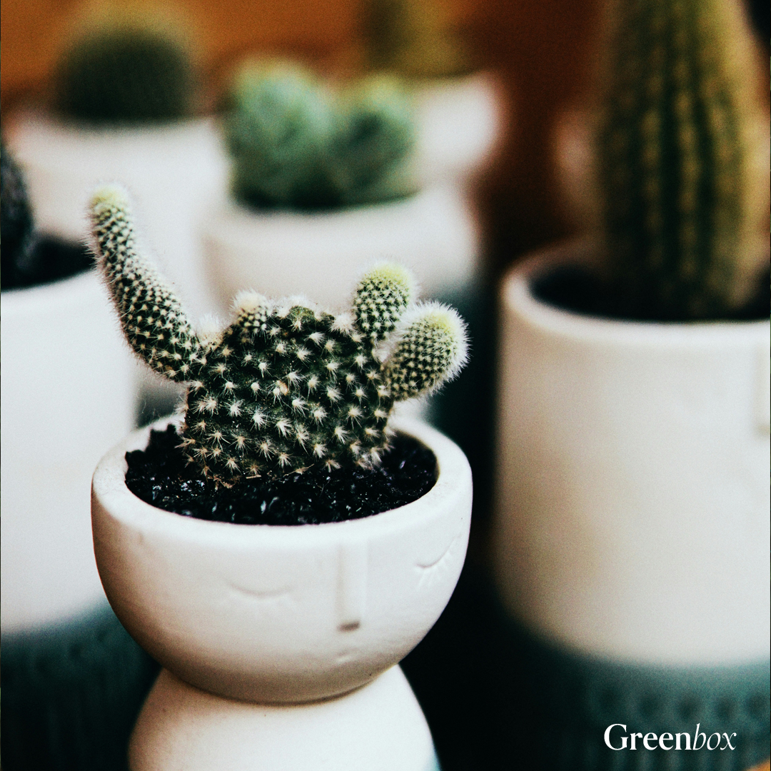 Greenbox Promo 4.png