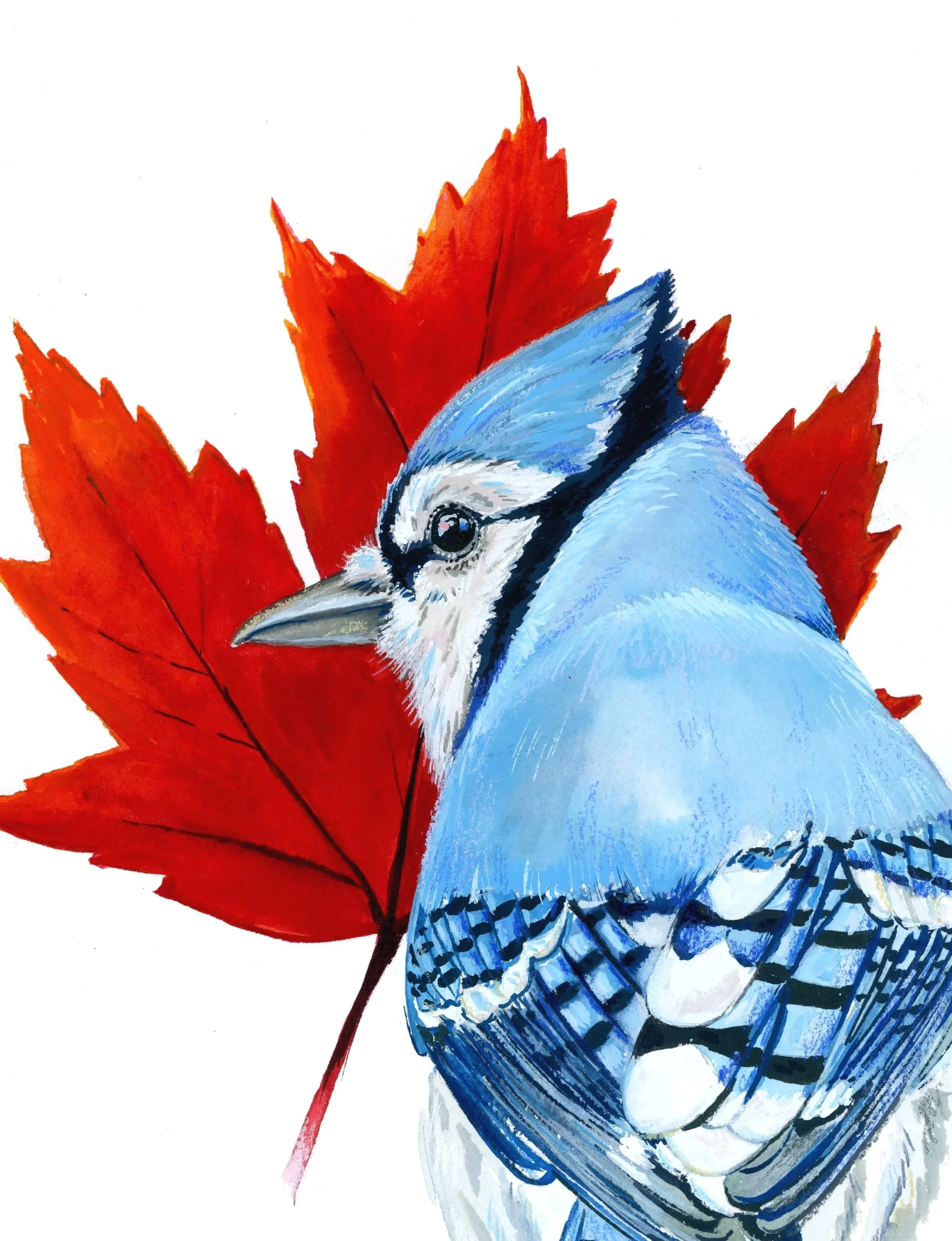 blue+jay185.jpg