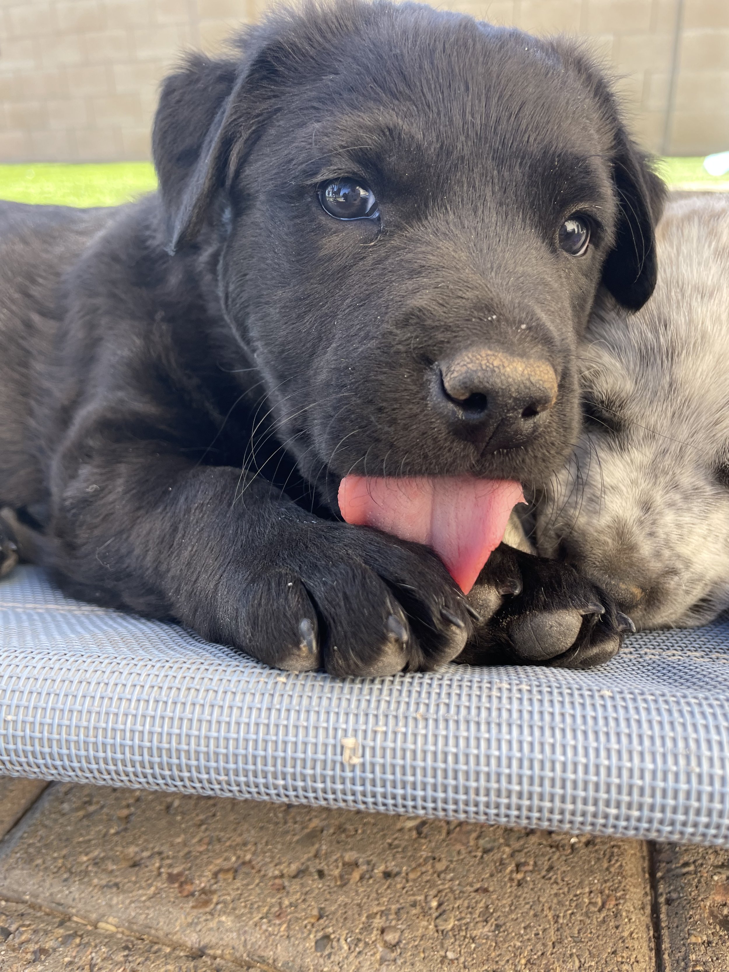 Nurturing the Caregivers: Essential Self-Care Tips for Pet Industry Professionals