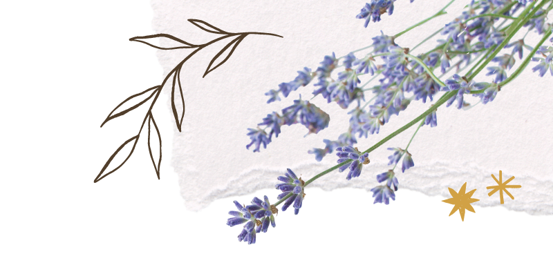 Collage of paper elements, pressed flowers, and a plant illustration