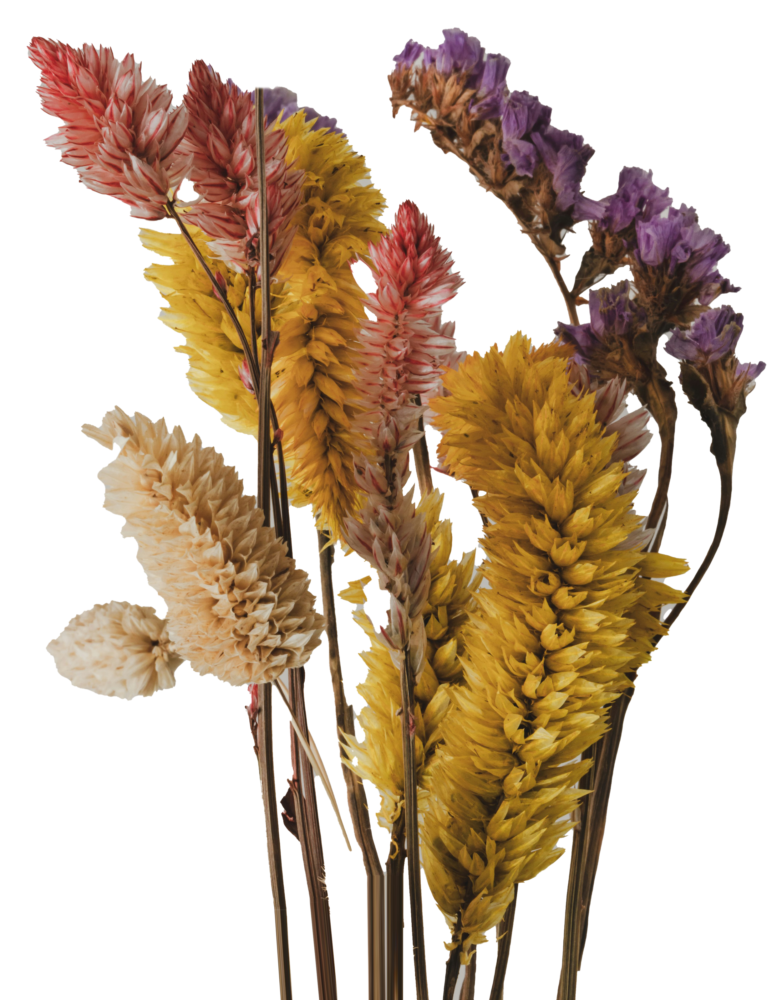 Multicolor flower springs