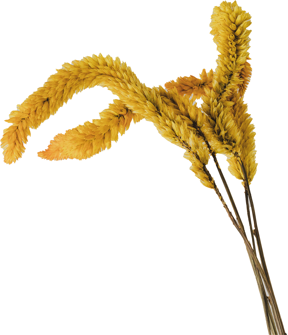 A goldenrod flower sprig