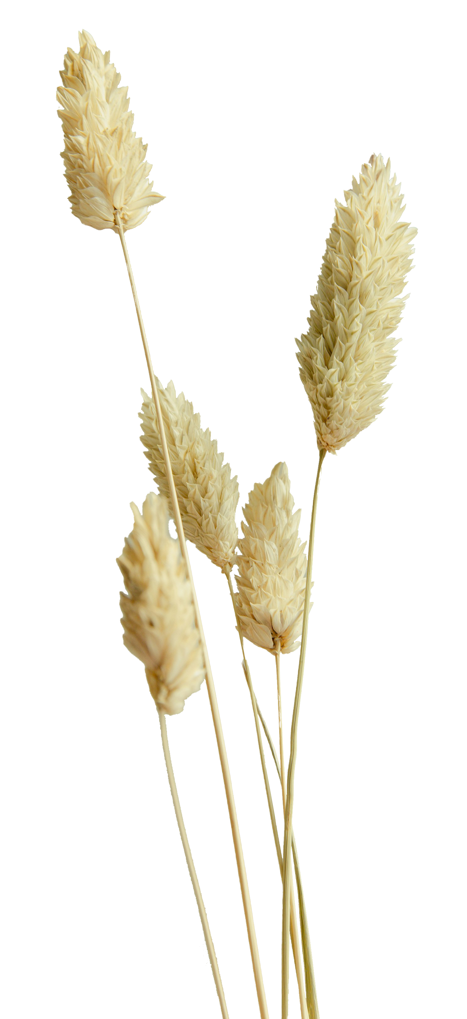 Cream-colored flower sprigs
