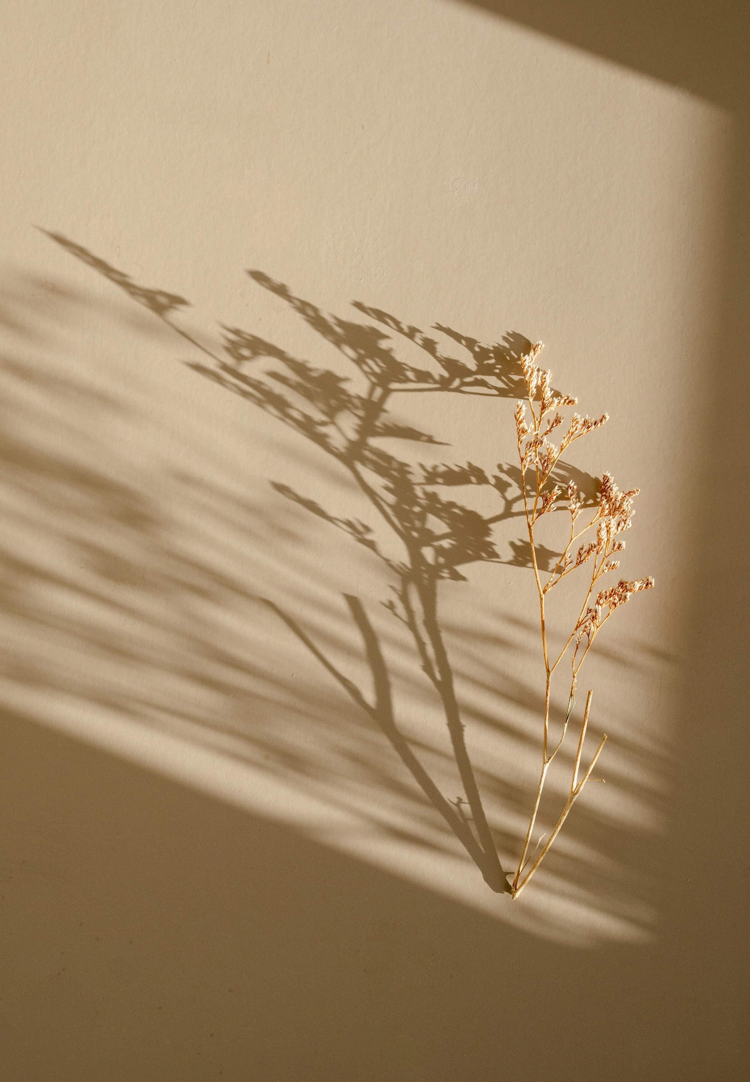 A cream-colored plant spring casting a shadow on the wall