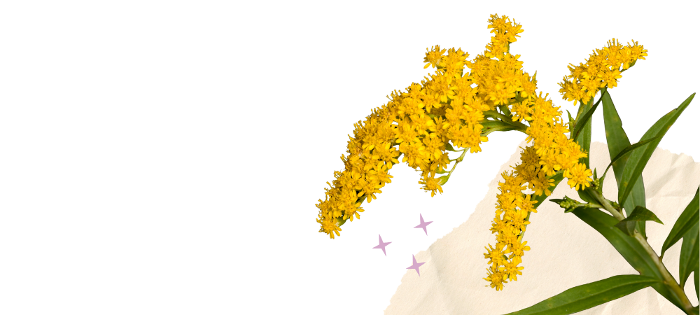 A collage of paper elements, plants, and illustrations