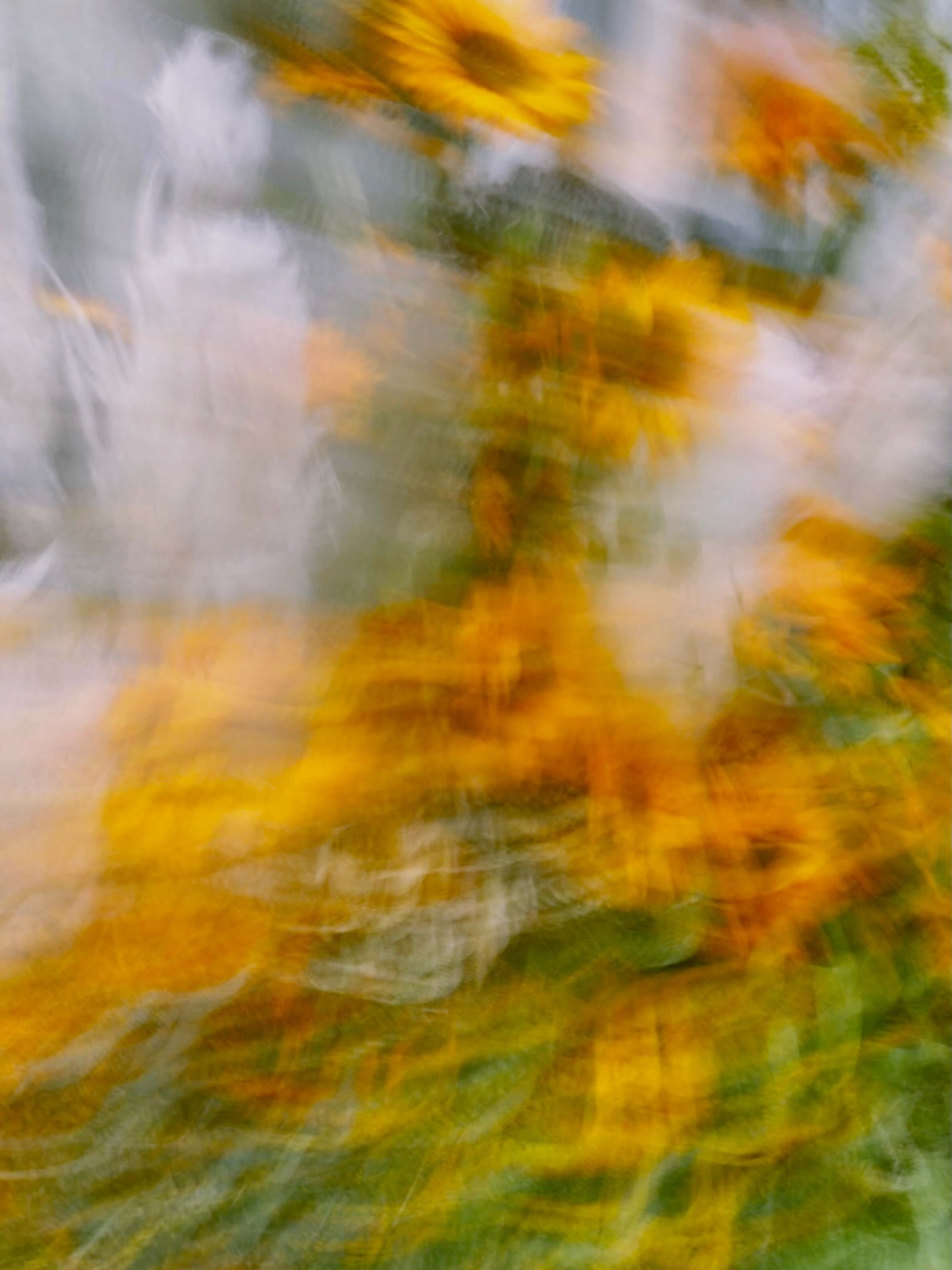 A blurred motion photo of sunflowers - NARM therapy st paul mn