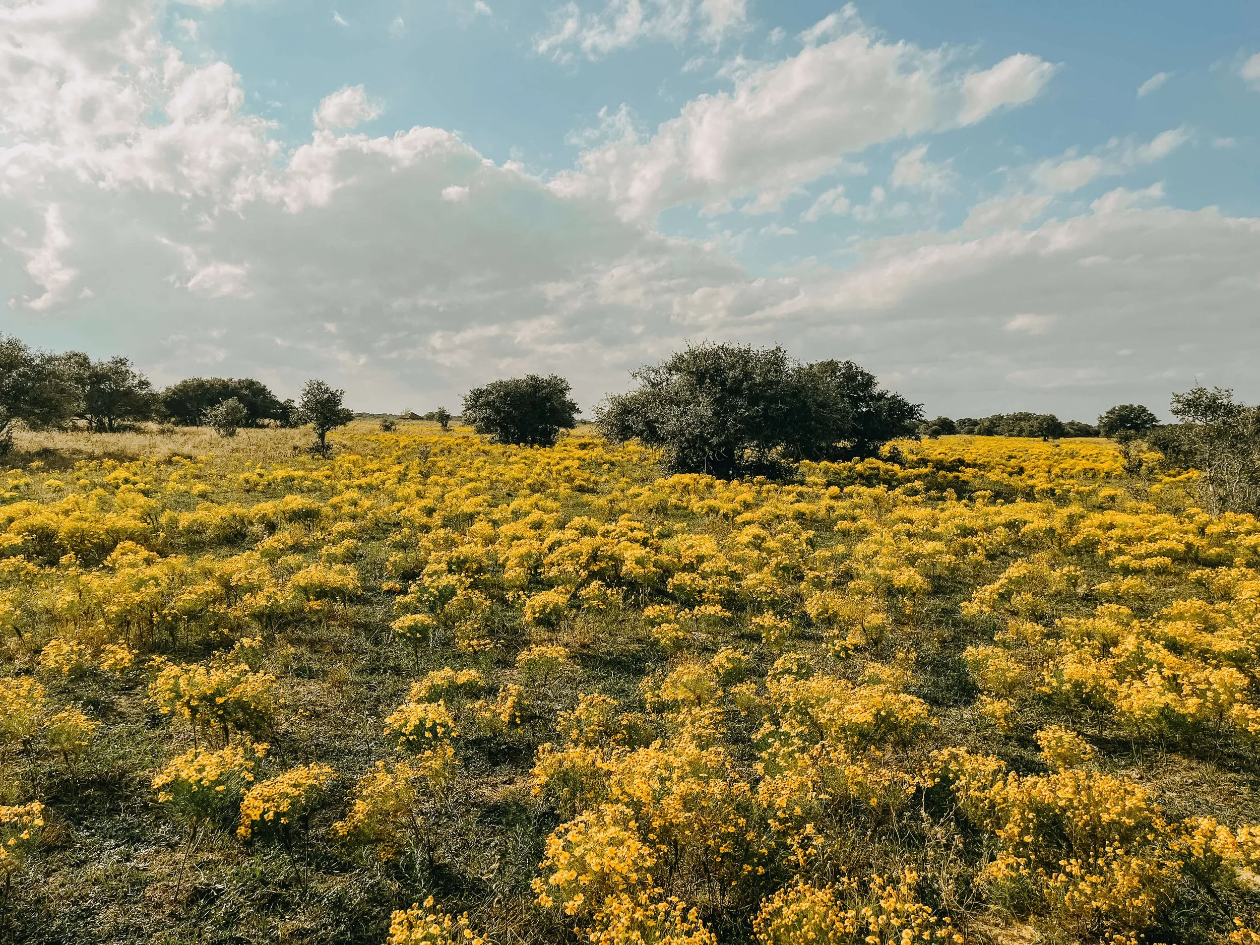 A field of frees and short bushes with yellow flowers - somatic therapy st paul