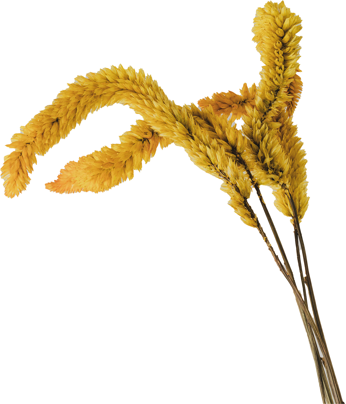 A twisting goldenrod flower sprig