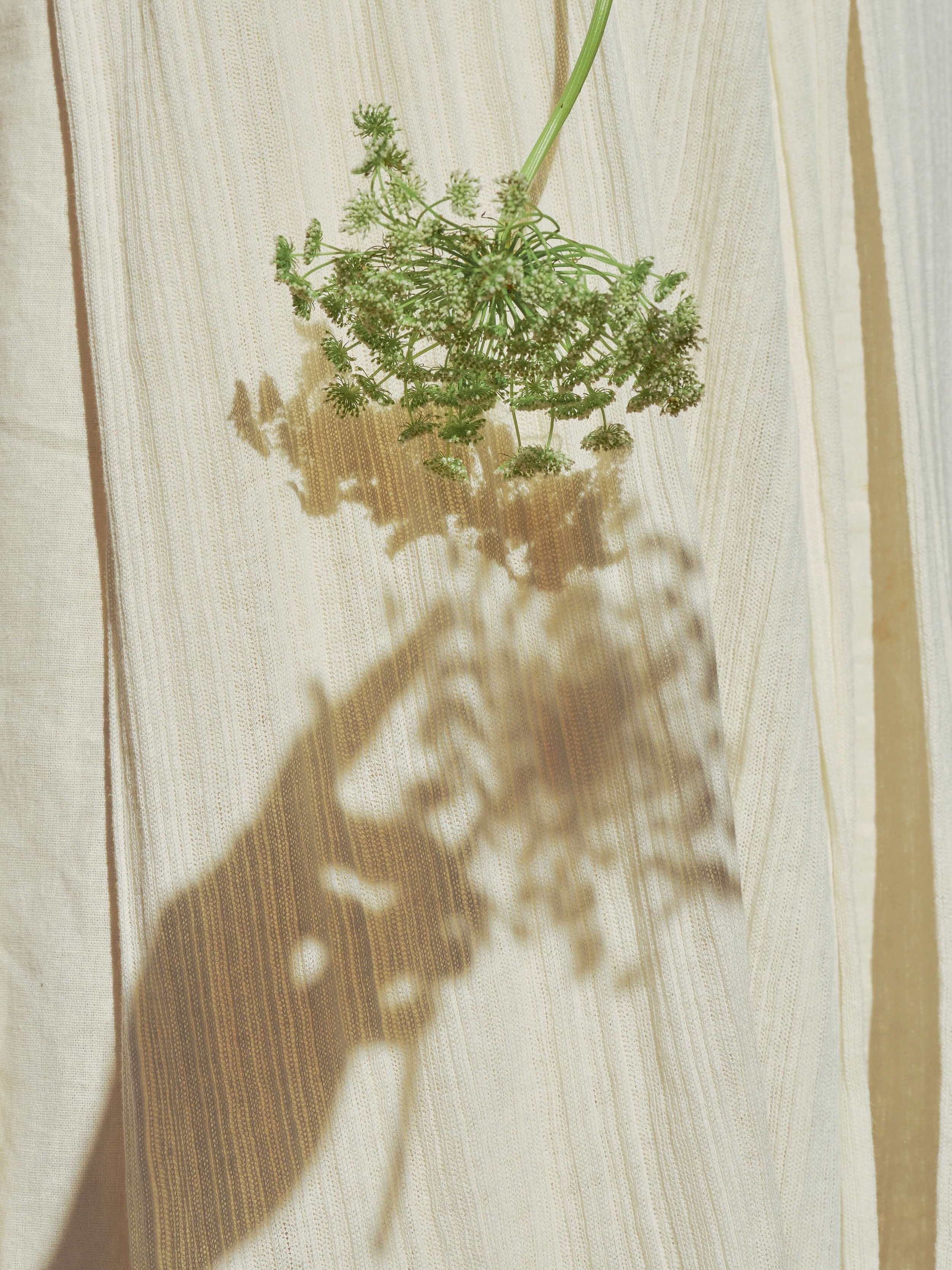 A green flower and the hand that holds it casts a shadow on cream fabric