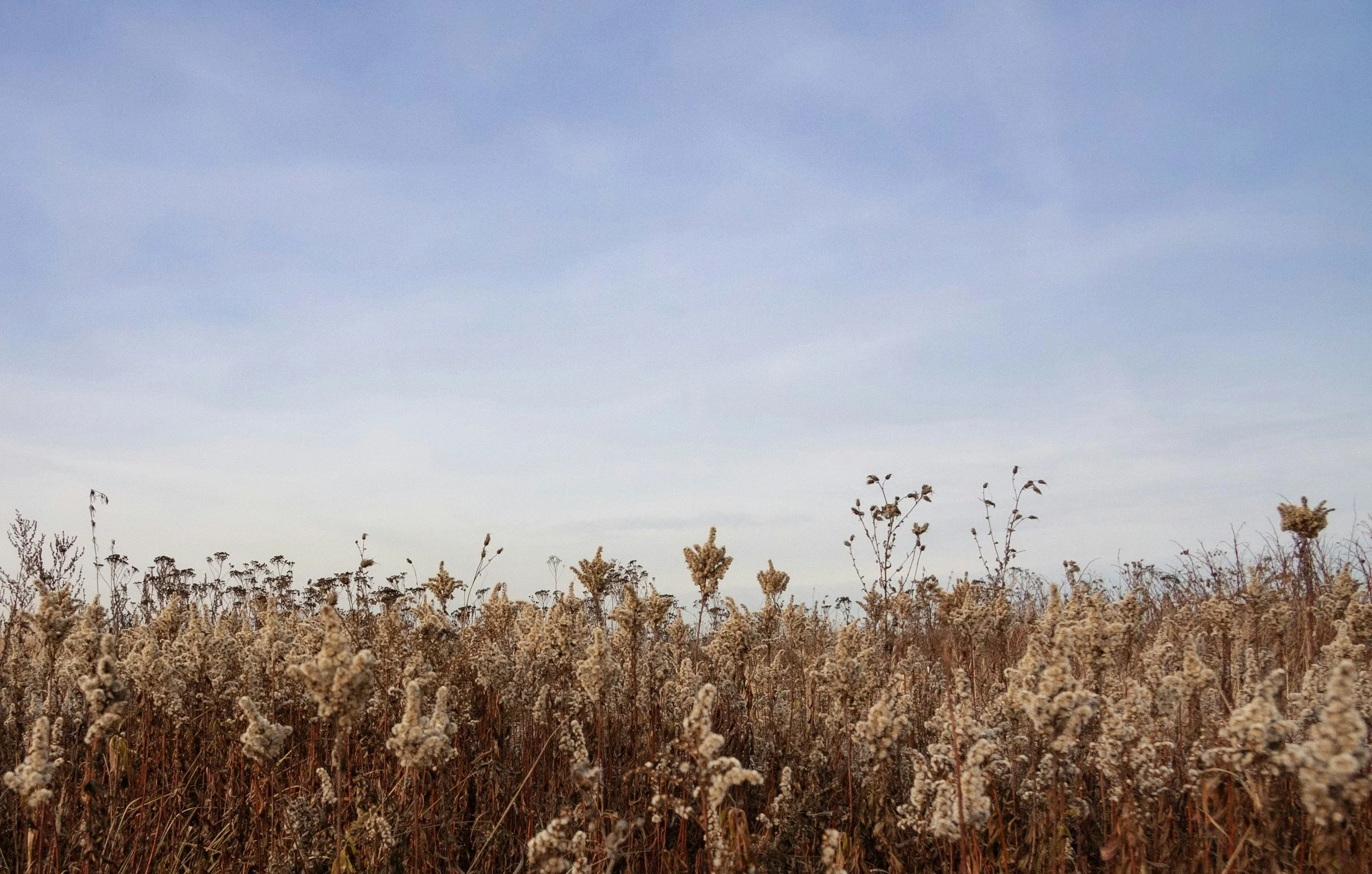A field of wheat under a blue sky - What is NARM?