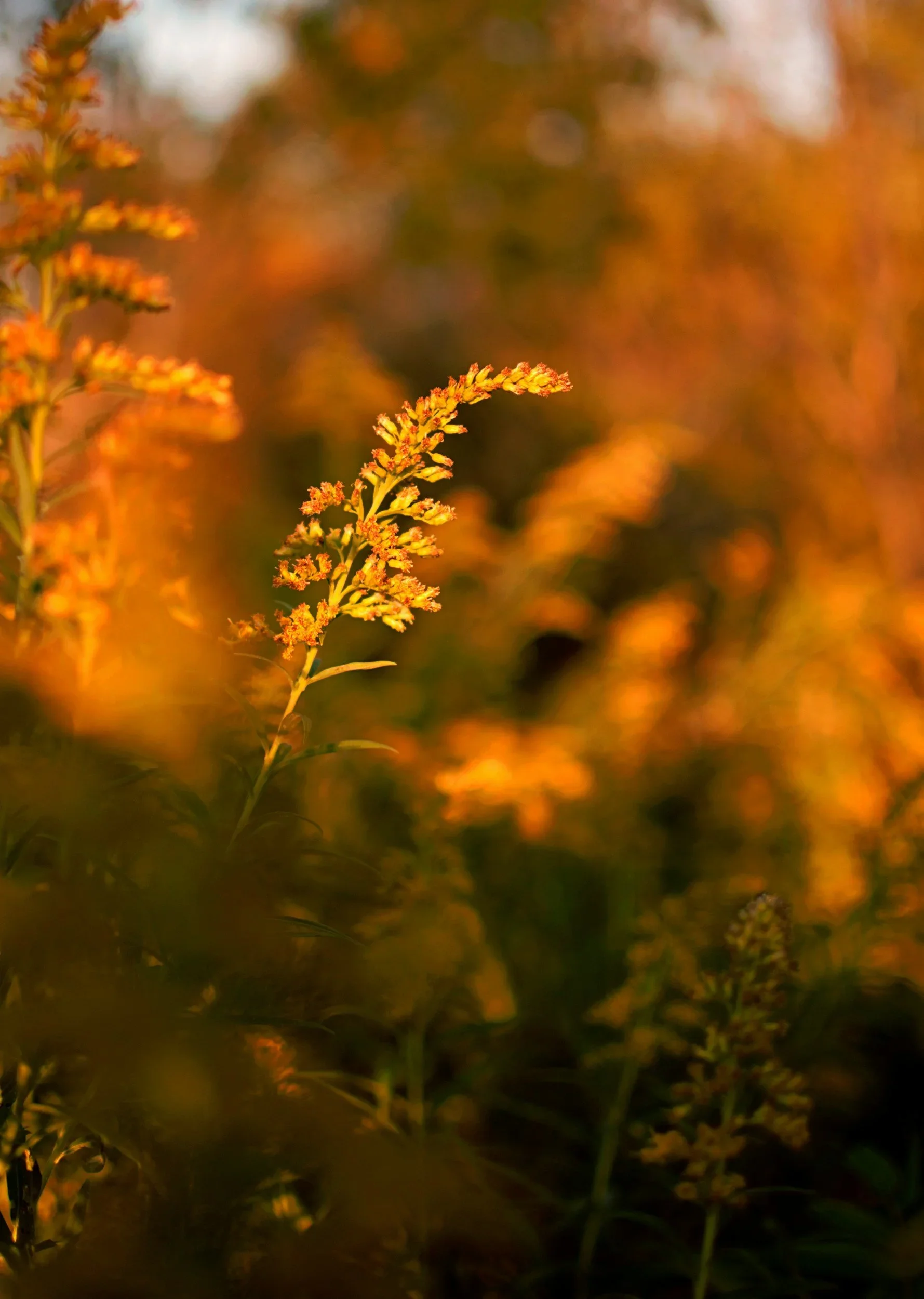 A goldenrod in the orange sunlight