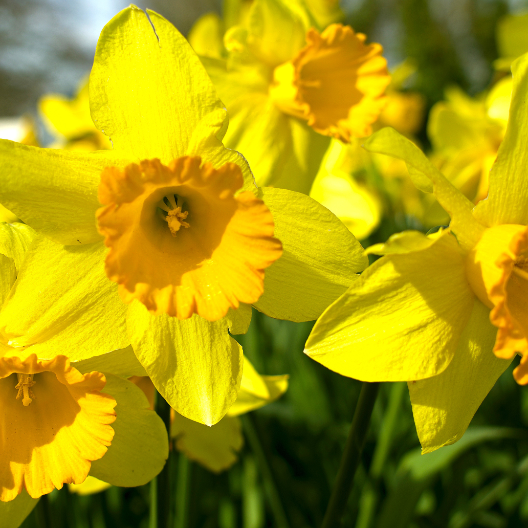 St Luke's Community Garden Daffodil and FLower Show